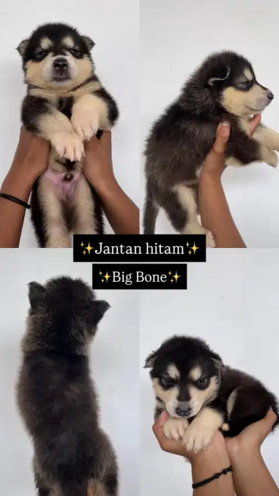 Anak anjing Husky Siberian