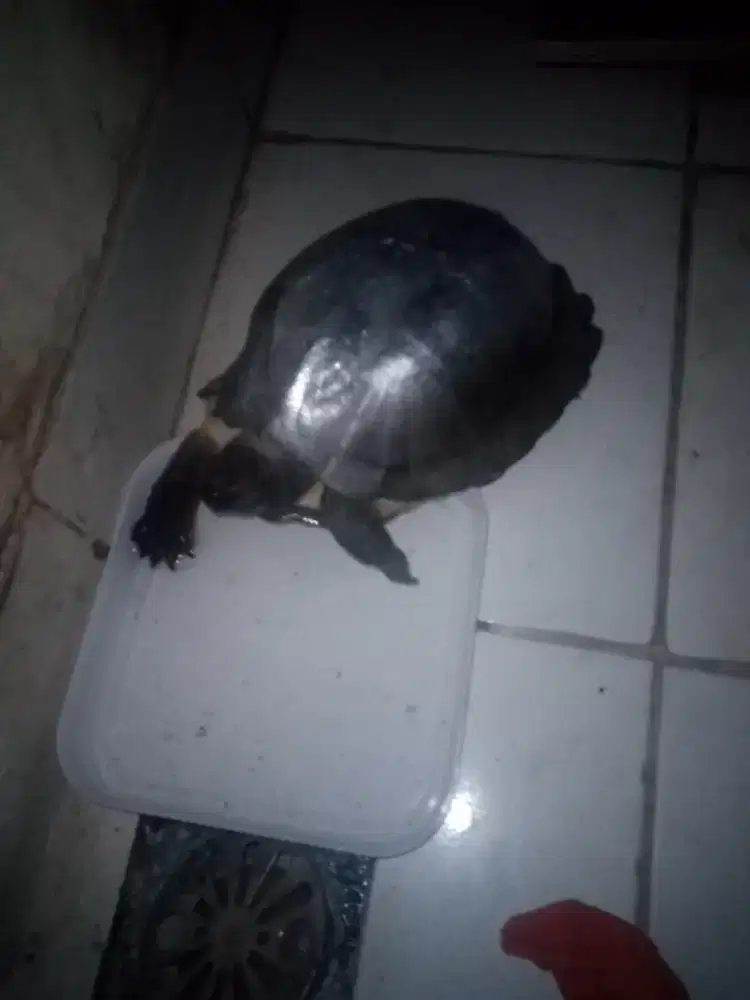 Jual bosen kura kura Ambon dewasa jinak