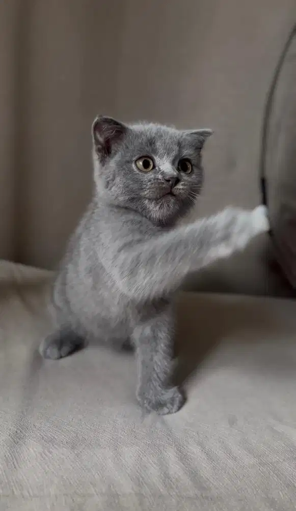 Gaelic Kitten Betina