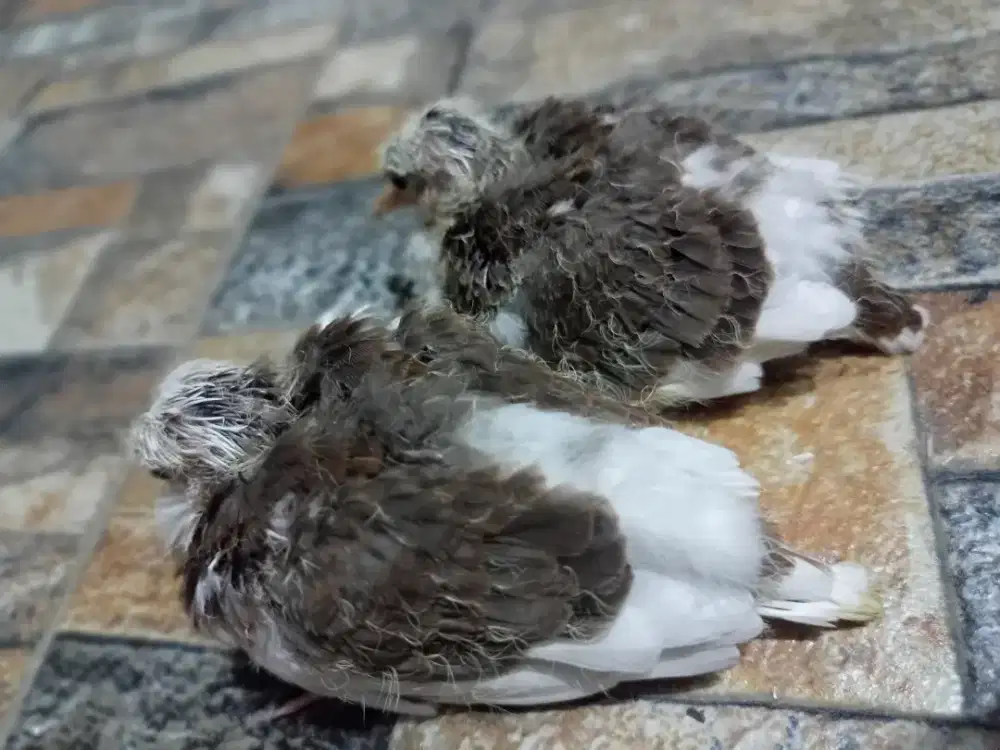 Tekukur Plangkok Sepasang Posible Cremino MM