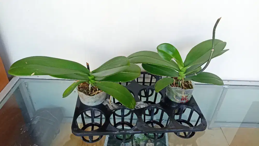 Anggrek bulan pasca bunga