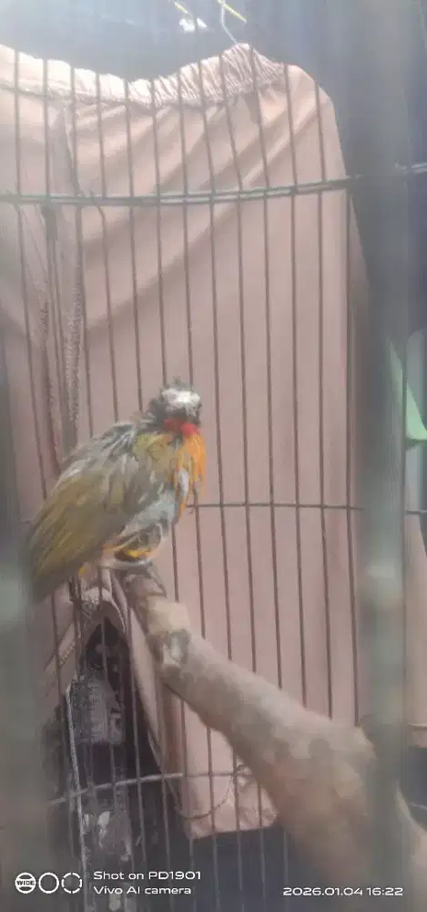 burung kutilang emas