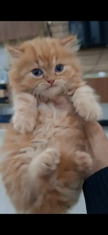 Kucing cebol/kitten munchkin flatnose jantan/kucing munchkin jantan