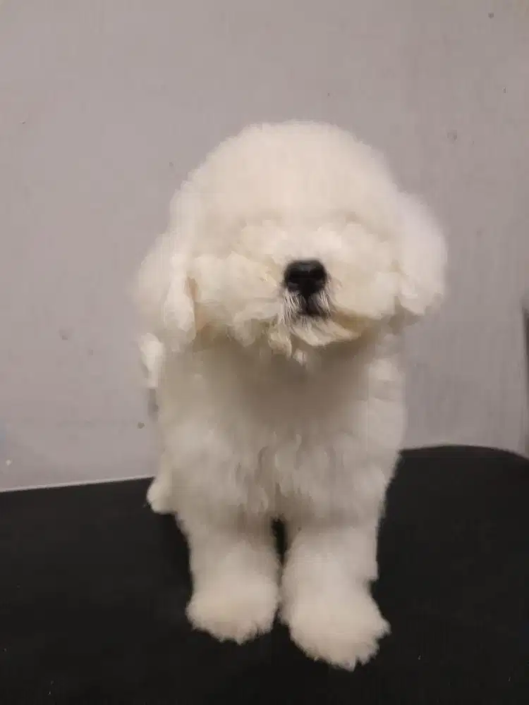 puppie bichon frise