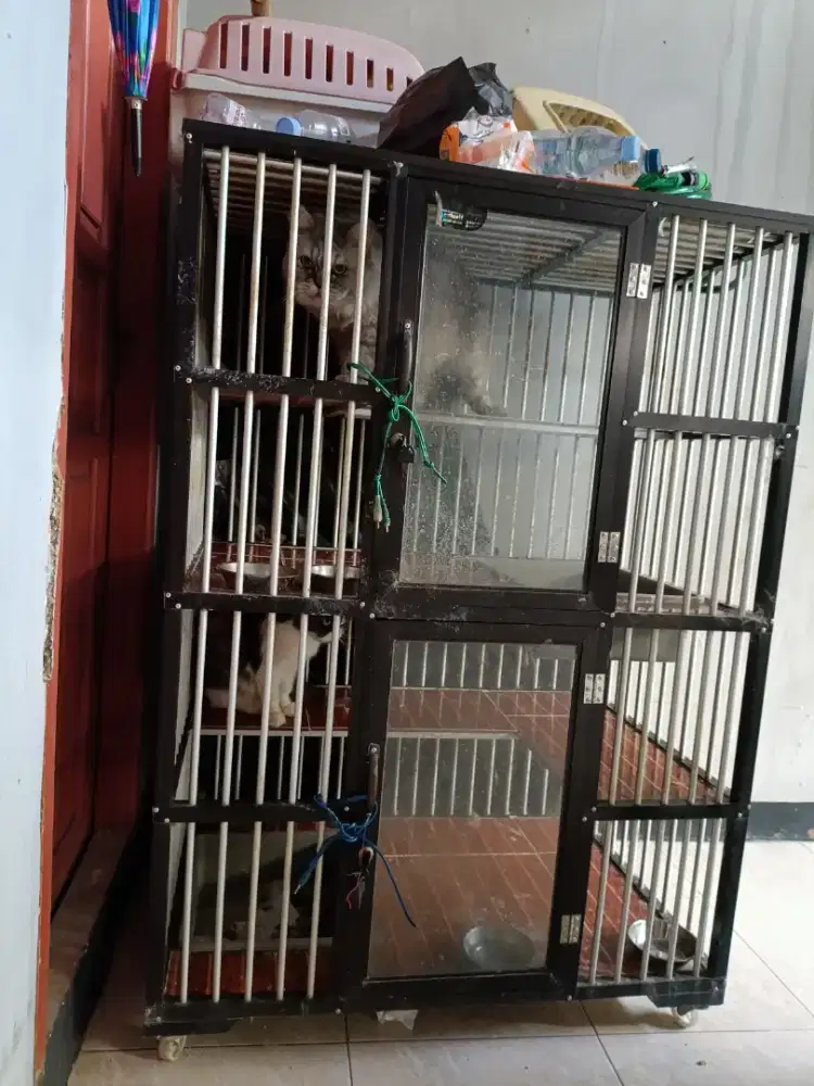 Jual kandang+kucing ya ada 2 bgus2