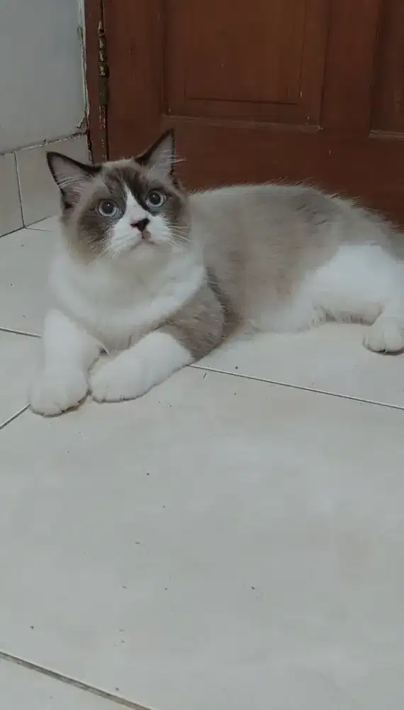 Kucing ragdoll mata biru bicolor simetris jago kimpoi