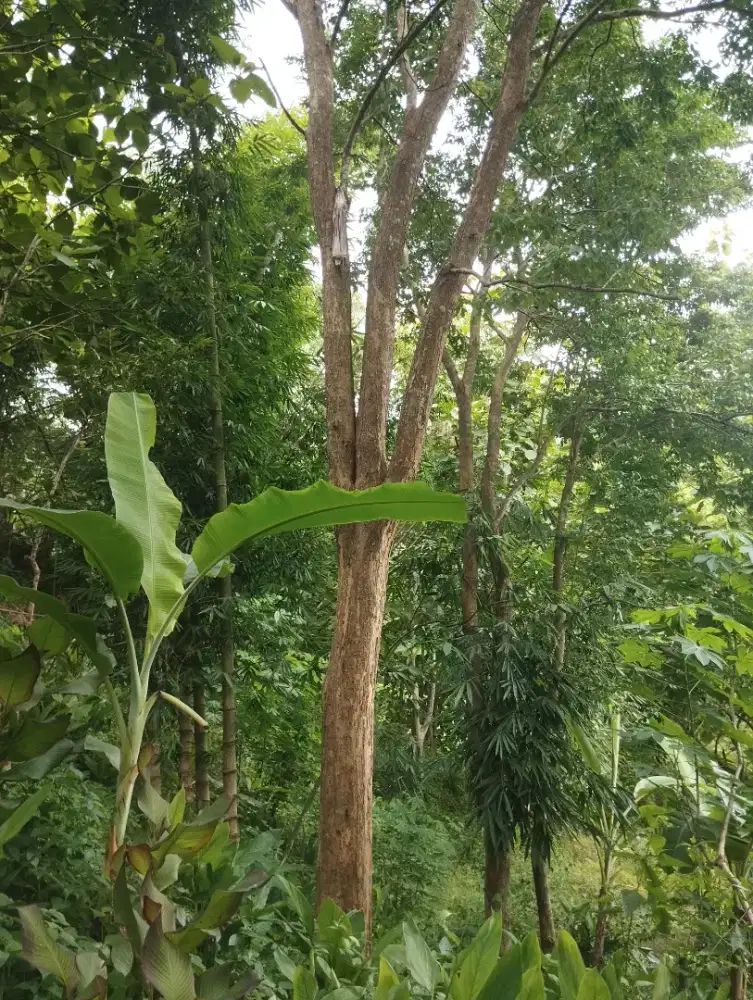 Kayu Sonokeling / Pohon Sonokeling / Sonokeling Tua