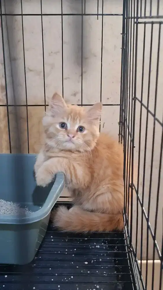 Anak kucing anggora/kitten.persia jantan/kucing persia jantan