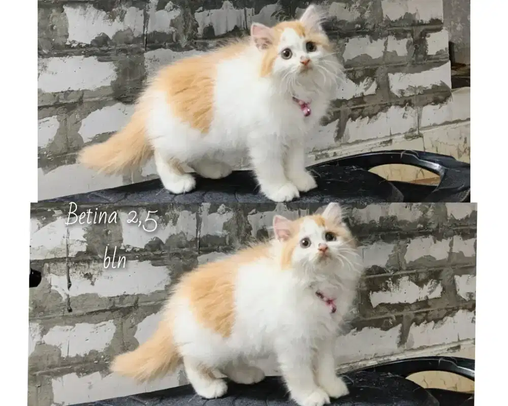 Persia betina sehat aktif gembul