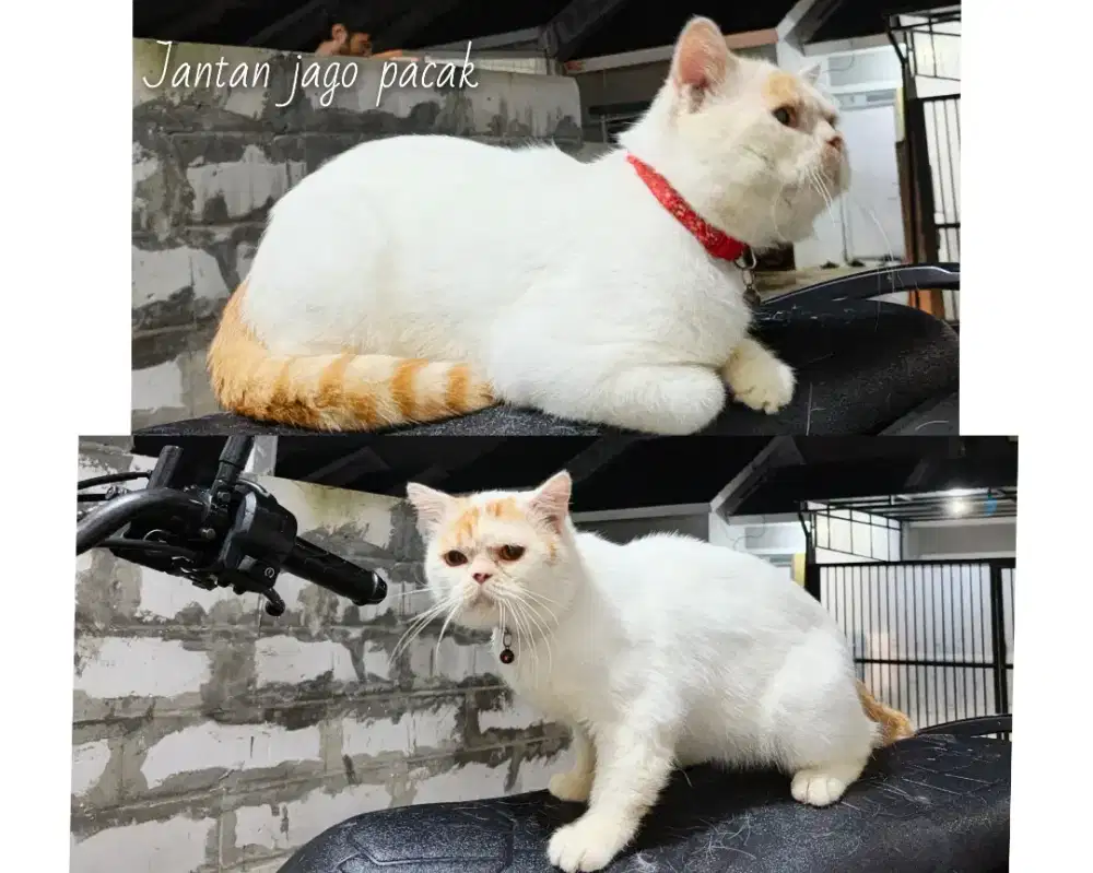 Bsh mix sehat aktif jantan