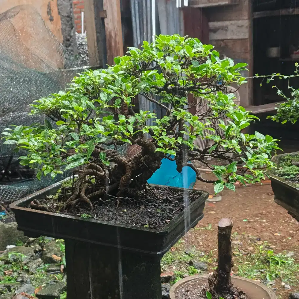 Bonsai hiasan rumah sangan cocok