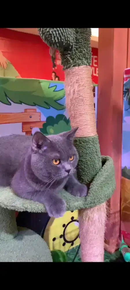 Kucing british short hair murah