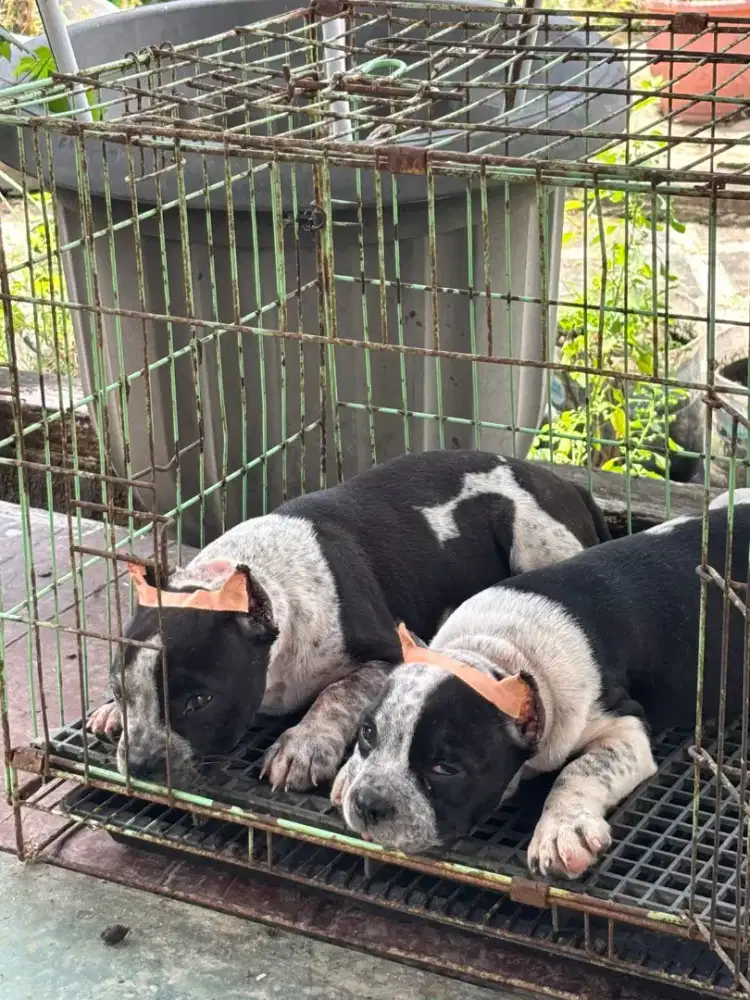 American Bully Pocket