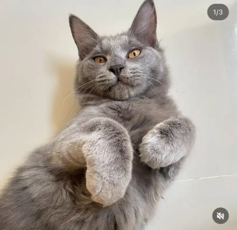 Kucing jantan ras maincoon