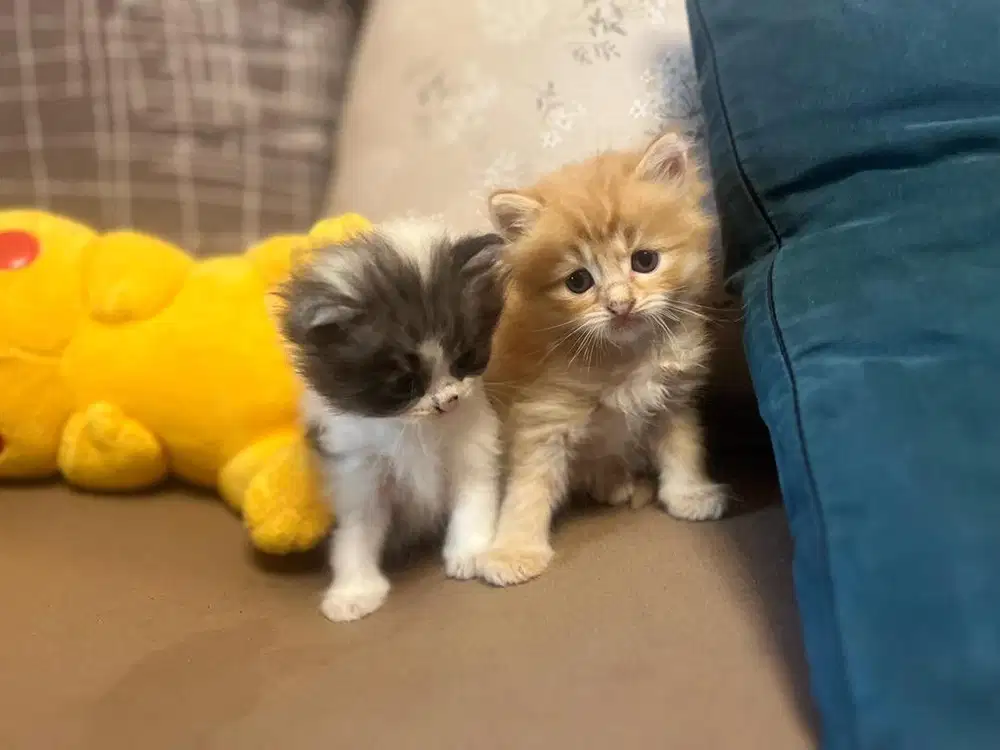 Kitten persia medium