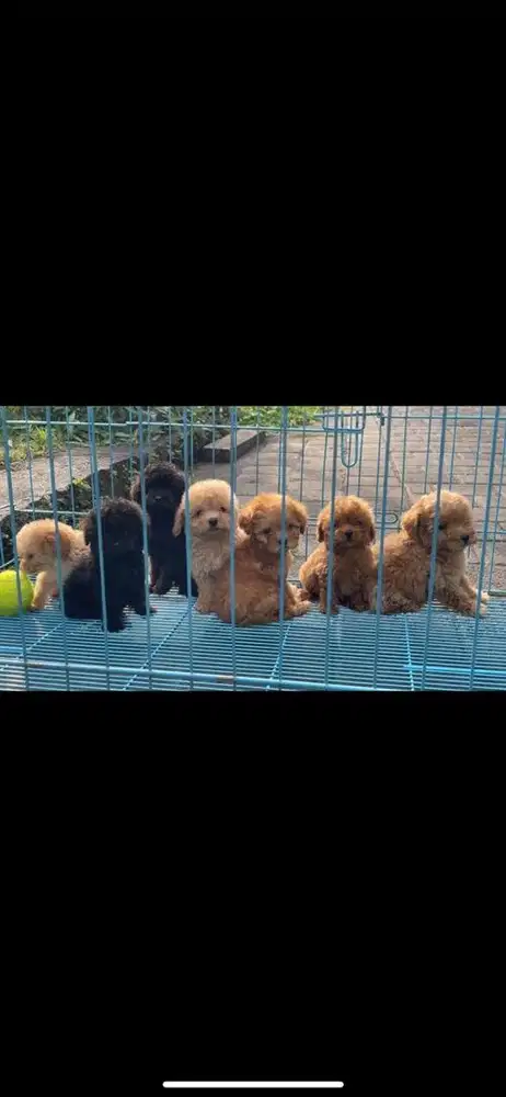 Poodle Stambum ganteng