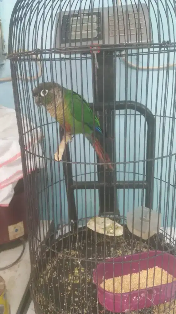 Burung Green check conure