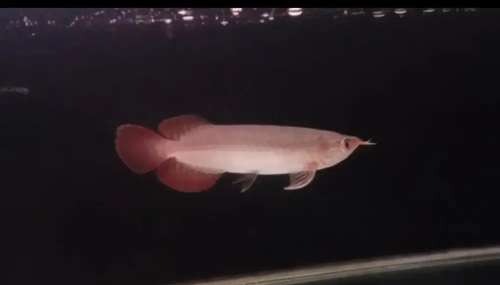 Arowana Super Red size 18cm