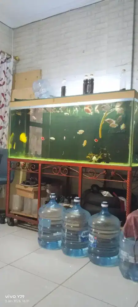 Akuarium bekas ikan arwana