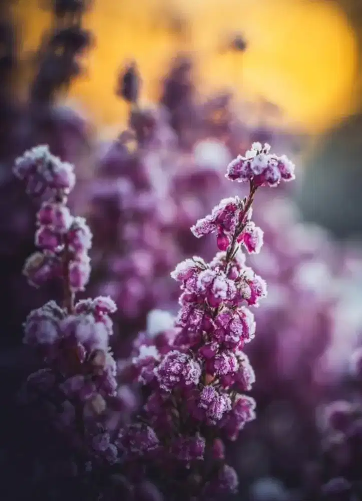 Saya sedang mencari pekerjaan