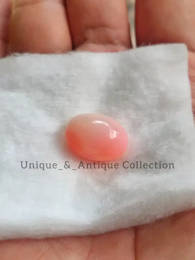 Mutiara Alam Conch Pink Ruby Siput Laut Perhiasan Pearl Langka Unik