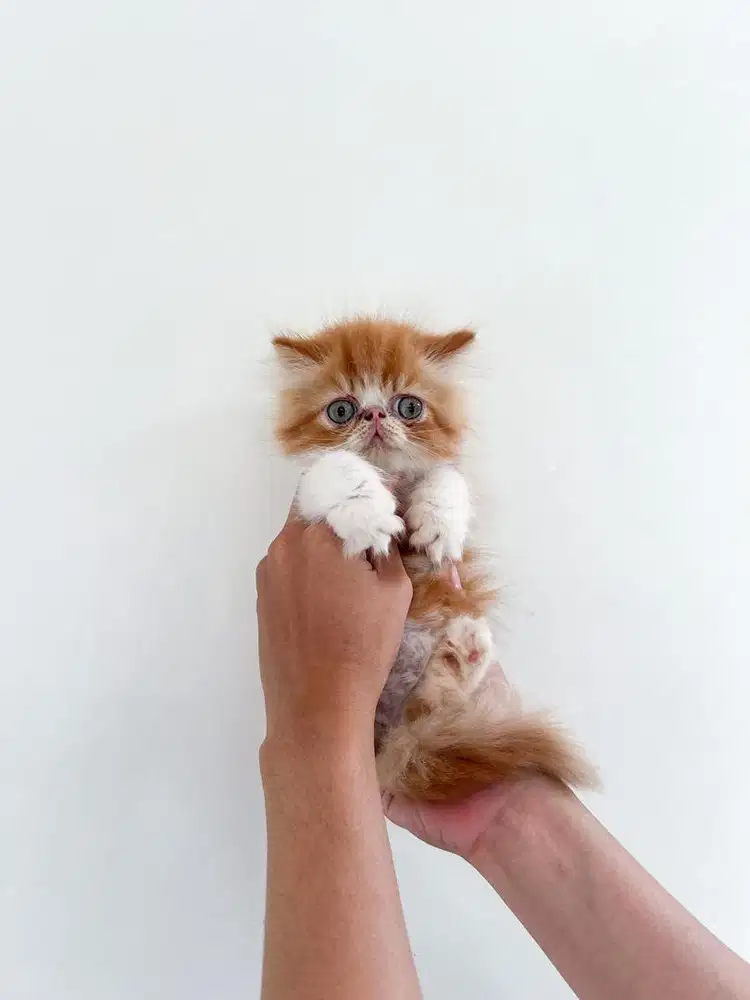 Borongan Persia Peaknose