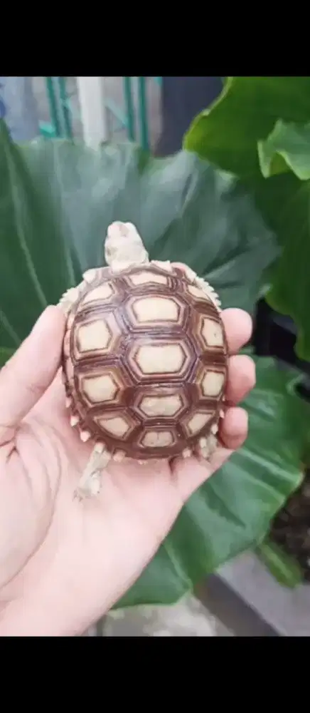 Sulcata 7 cm Dotless Dome Bagus