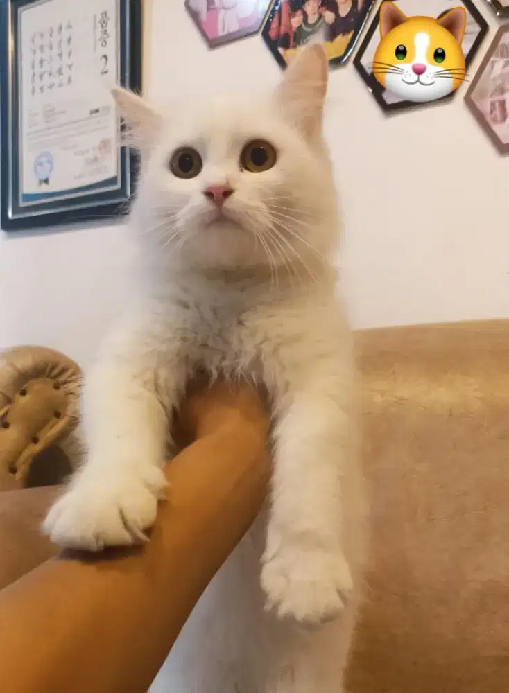 Betina All White 4 bulan Gembull