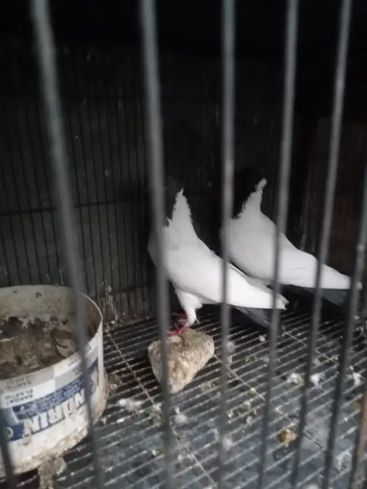 Burung dara merpati songkop