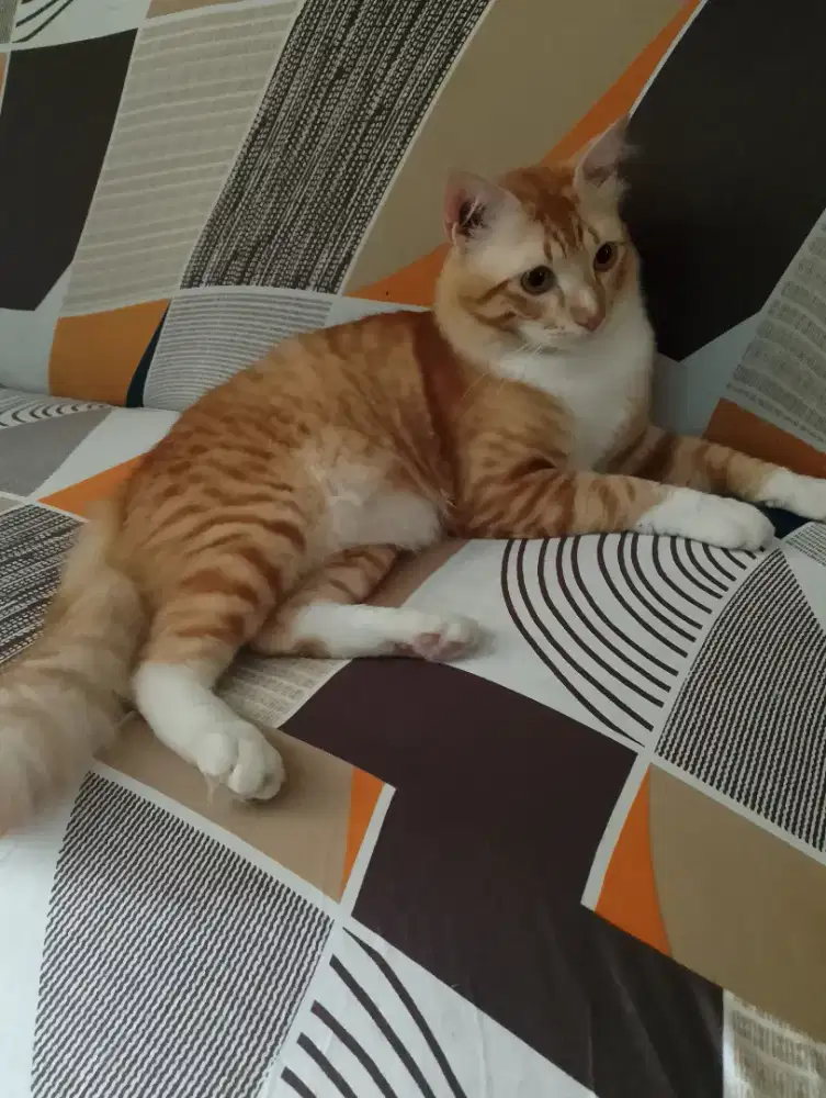 Open adopsi kucing Oren  kampung Mix Ras