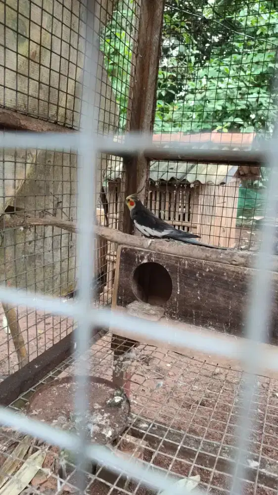 Burung parkit Australia falk jantan