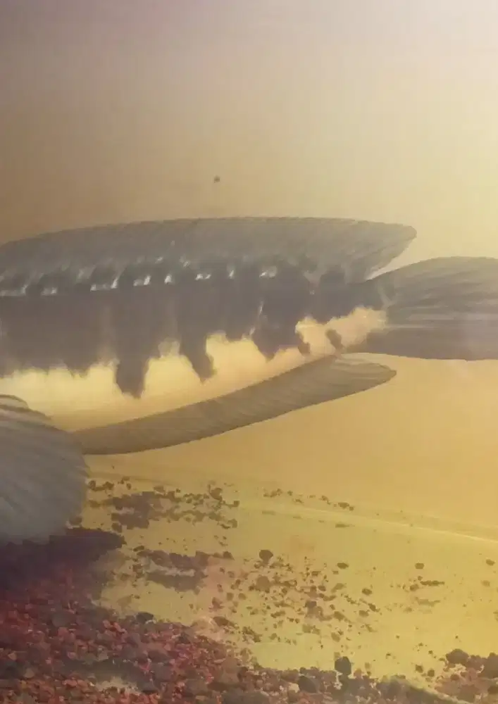 Maru jambi size 20 up