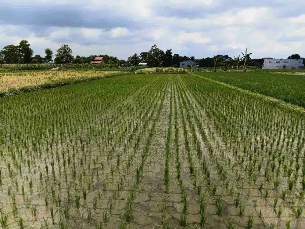 Tanah kavling pertanian zona hijau di ngawen klaten