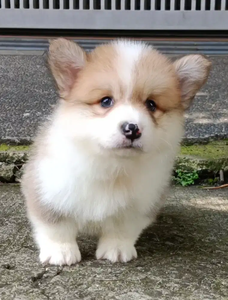Puppy welsh corgi