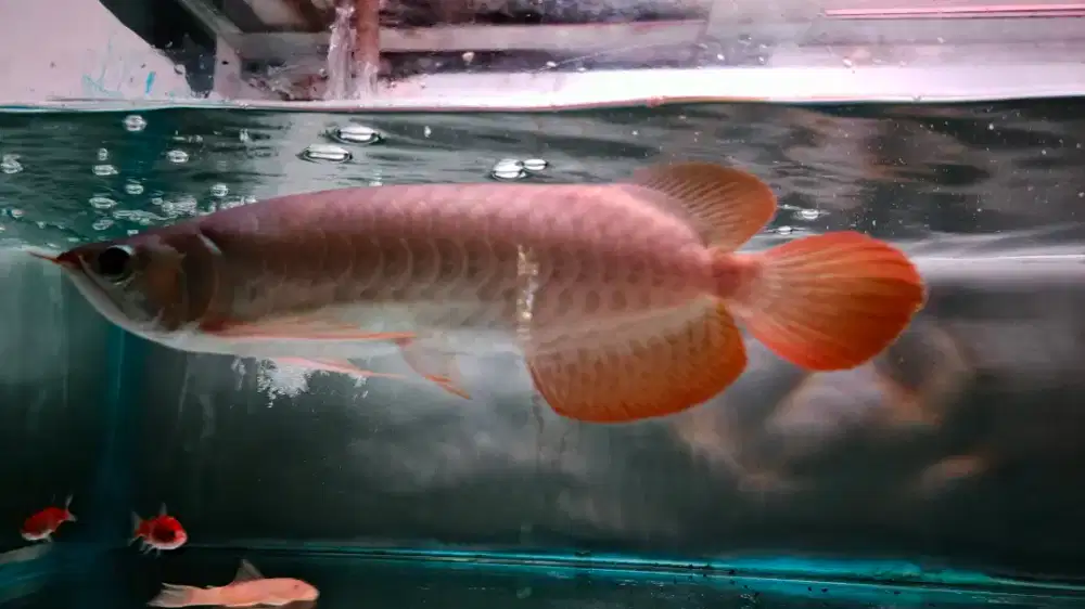 Arwana super red (SR)