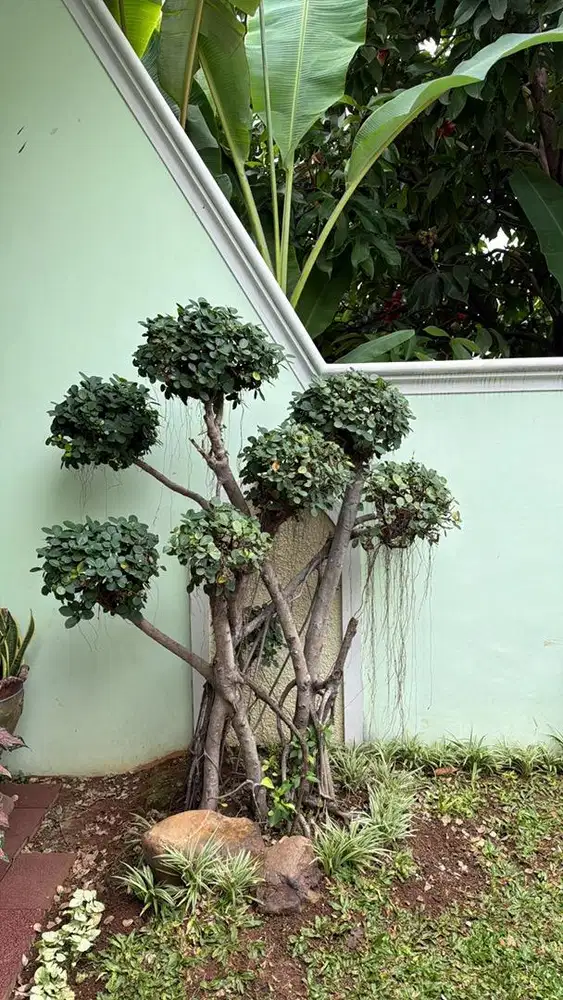 Di Jual Bonsai di taman aku