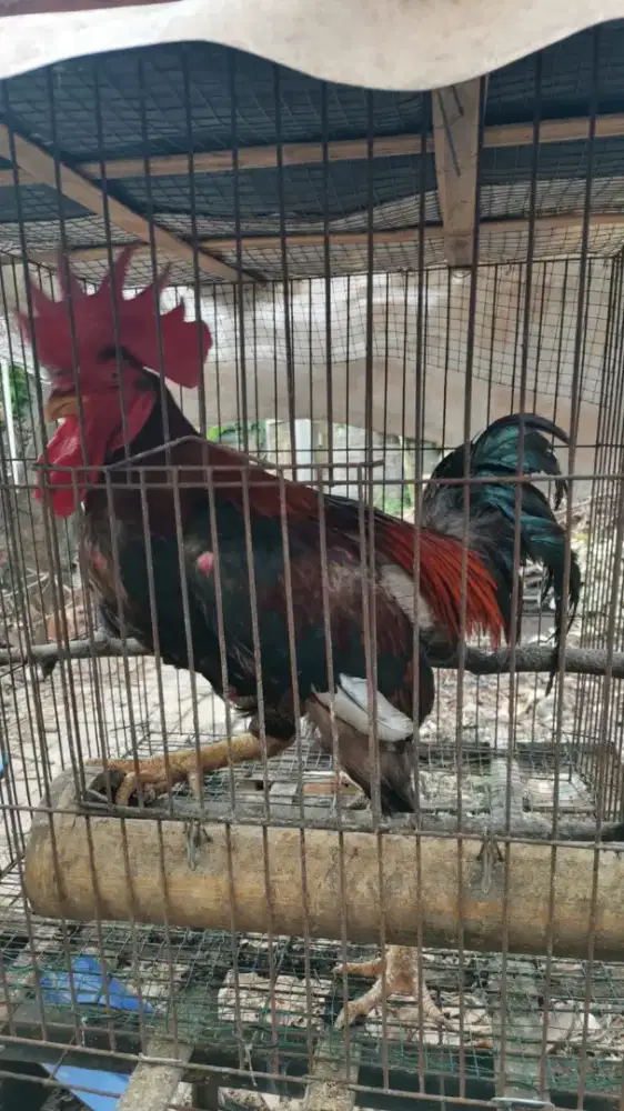 Ayam Jago Kampung