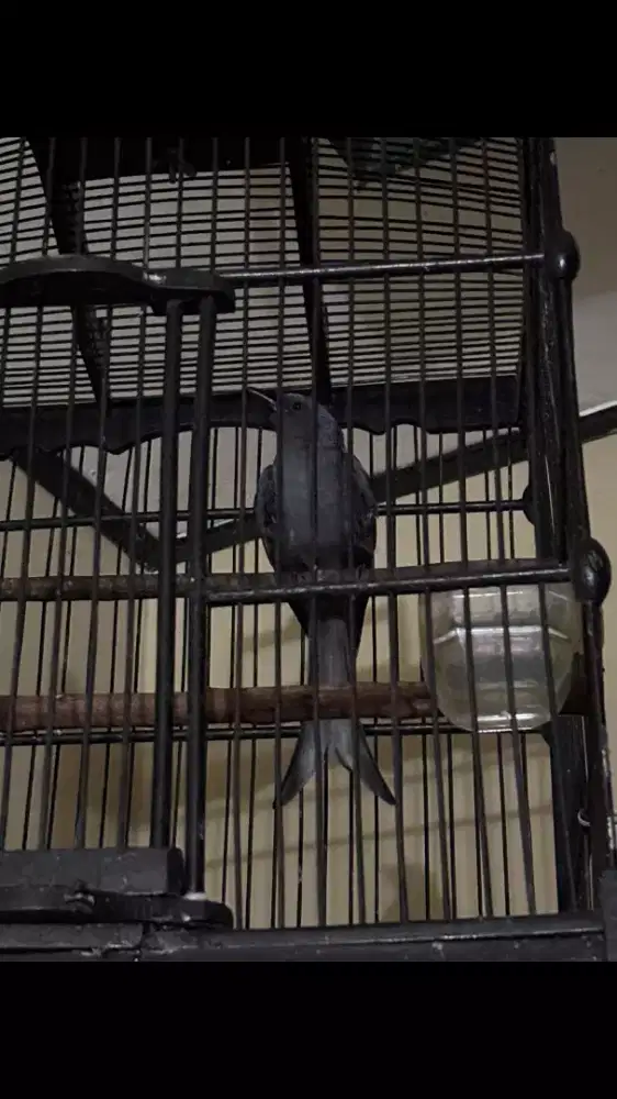 Burung Srigunting Abu Sudah Bunyi