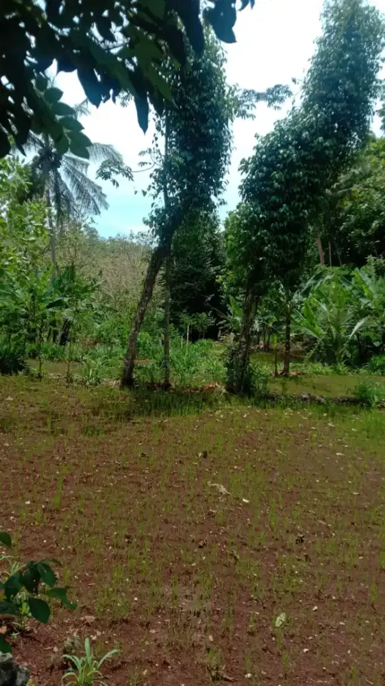 Dijual Tanah Tegal 25 menit dari HEHA Ocean View