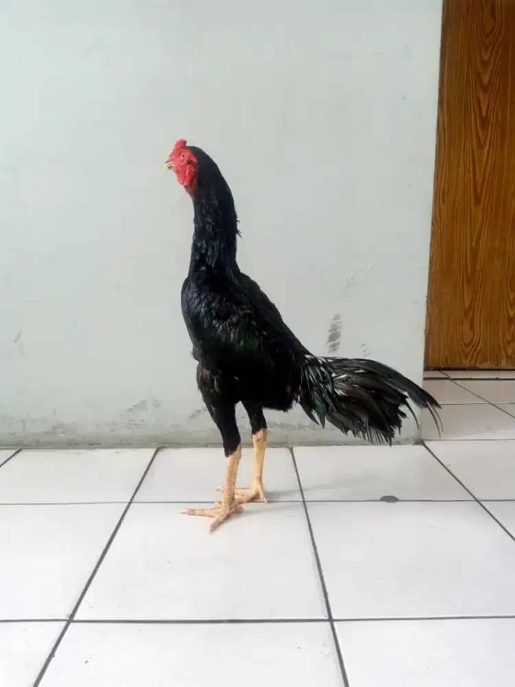 Jual ayam Bangkok