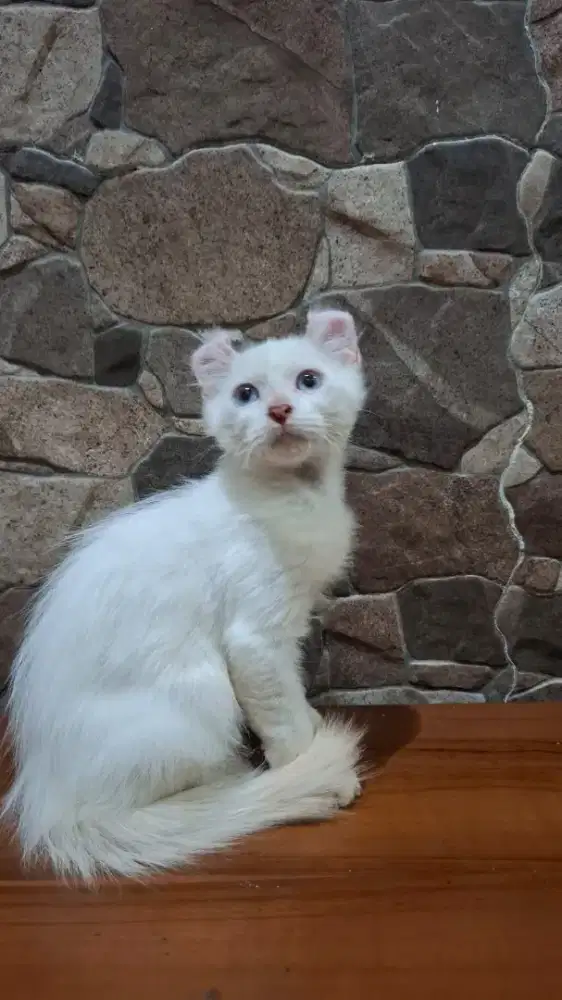 American curl jantan blue eyes
