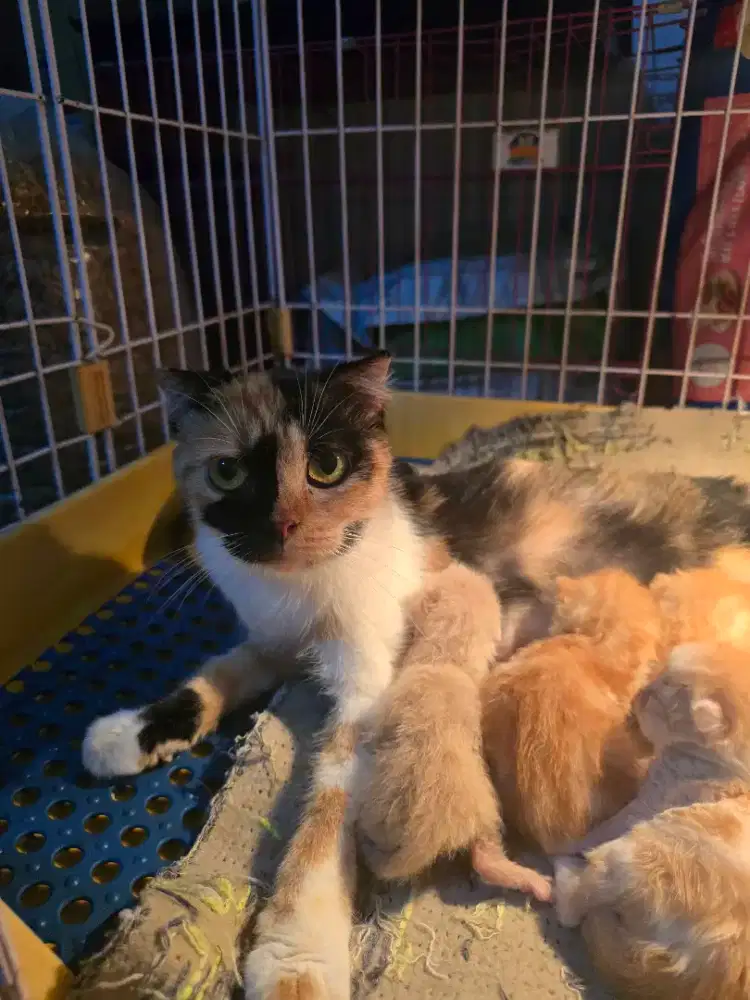 Kucing scottish fold gaelic munchkin cebol