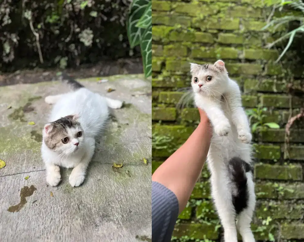 Bsh sf jantan usia 5 bulan