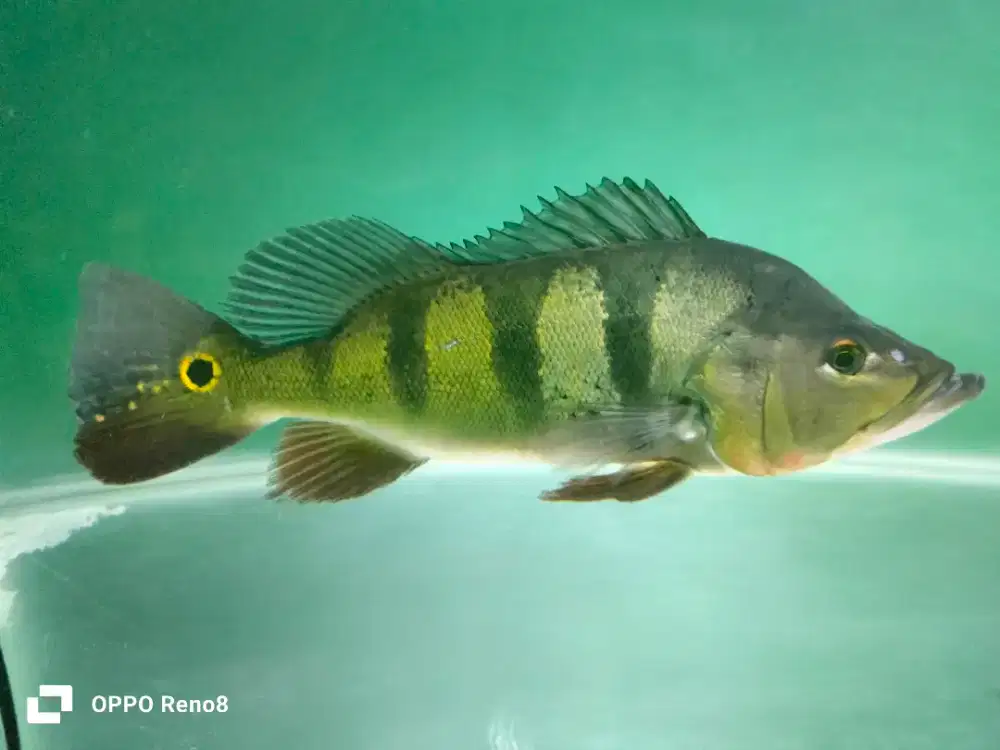 ikan pbas monster ukuran besar