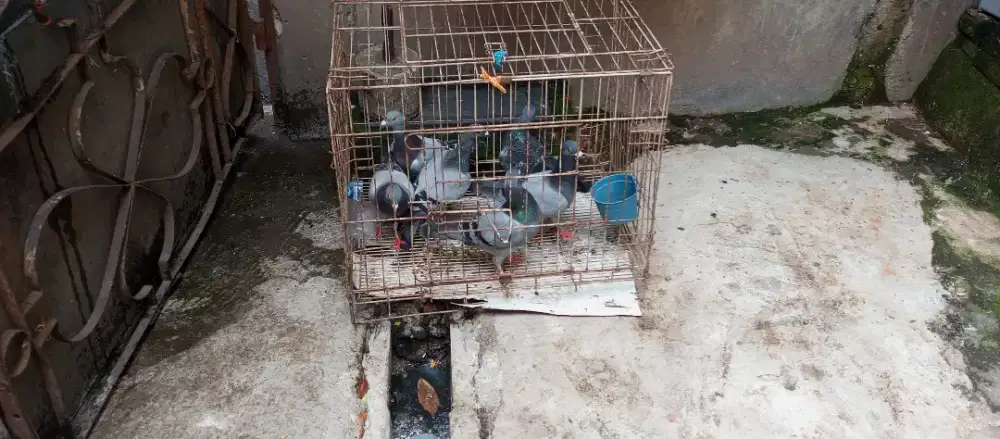 Di jual burung merpati pos ada