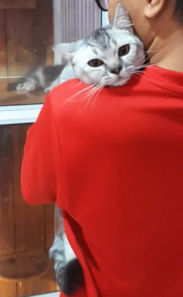 Kucing kitten munchkin bsh silver jantan