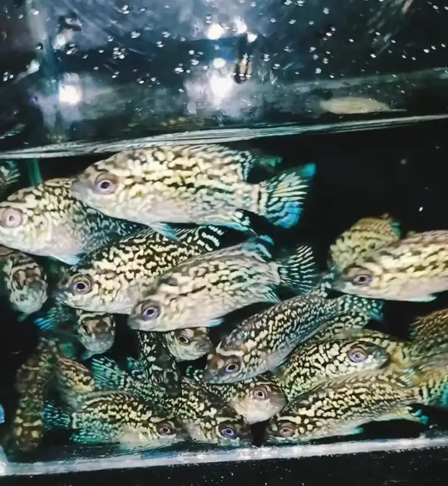 Burayak Ikan Louhan Kamfa F3