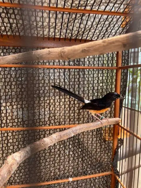 burung murai pastol bulu rapi pake ring