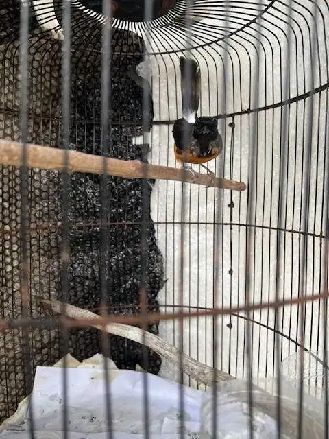 burung murai trotol body big