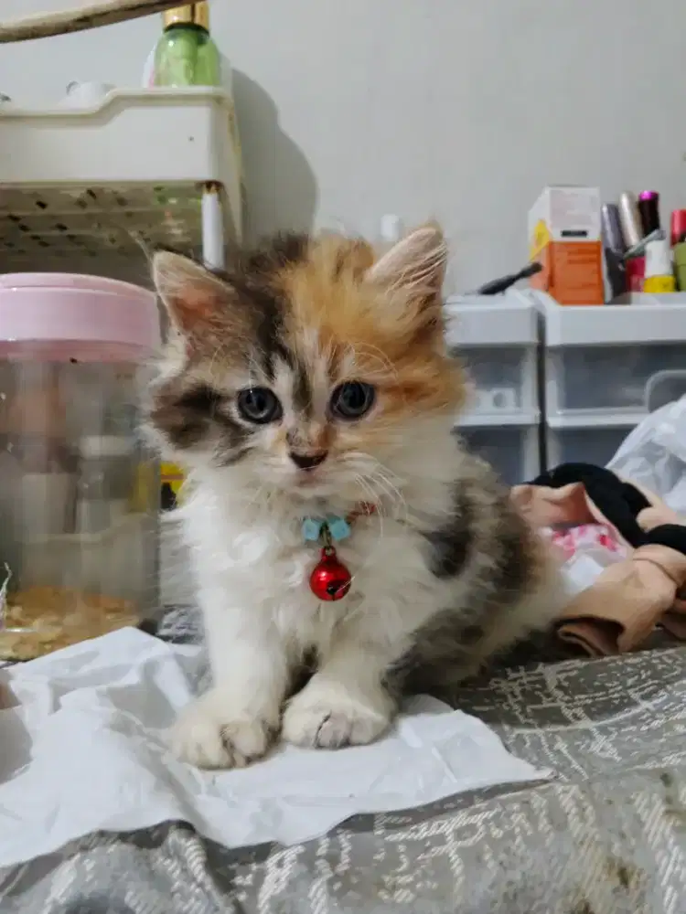 Kitten persia calico